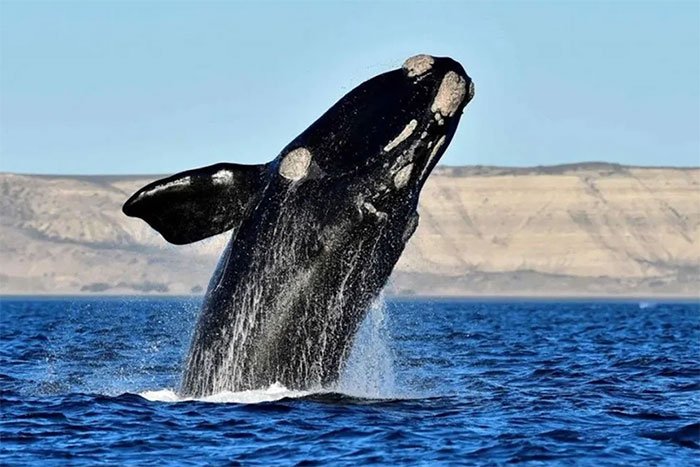 ballena franca austral