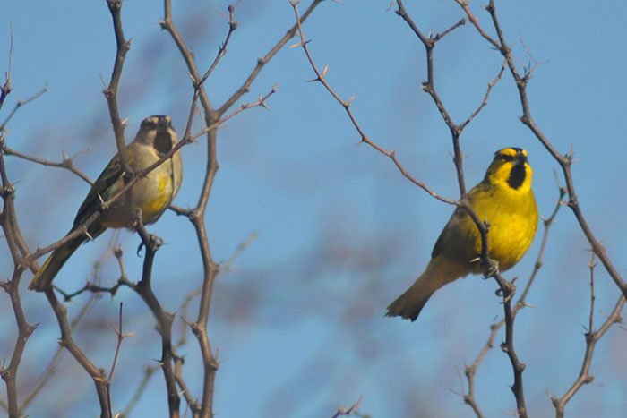 cardenal amarillo aves argentinas