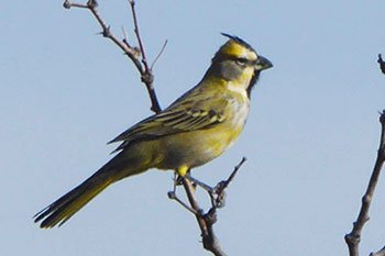 cardenal amarillo aves argentina