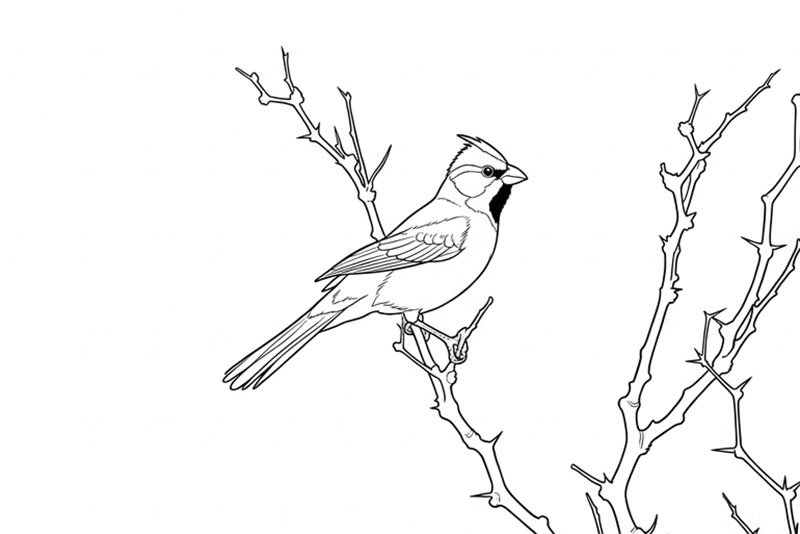 Cardenal amarillo para colorear imprimir