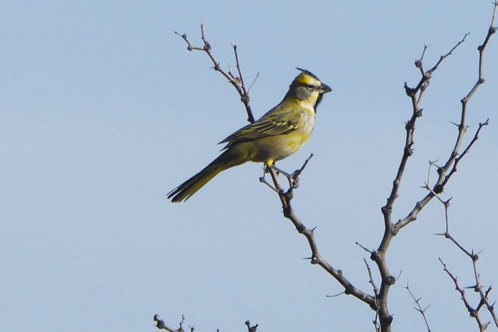 cardenal amarillo