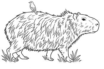 carpincho para colorear imprimir