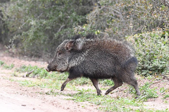 Chancho quimilero en Argentina