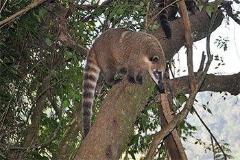 Oso hormiguero en Argentina