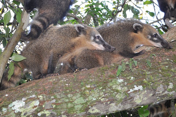 Coatí en Argentina