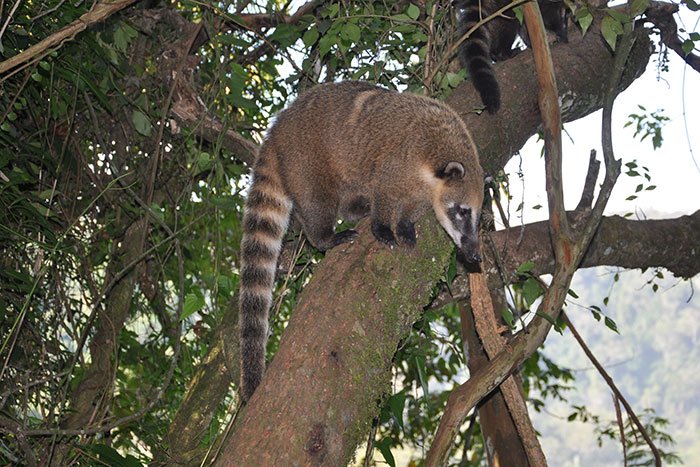 Coatí: información, alimentación y hábitat