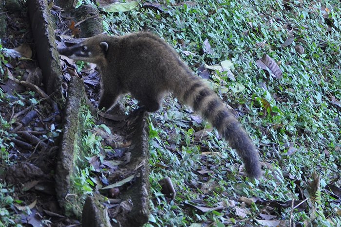 Coatí fauna argentina