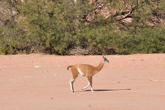 contacto con animales argentinos