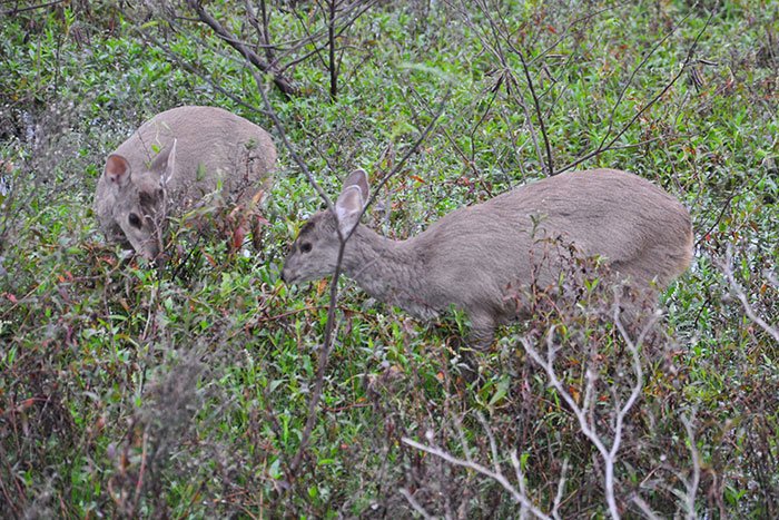 corzuela fauna argentina