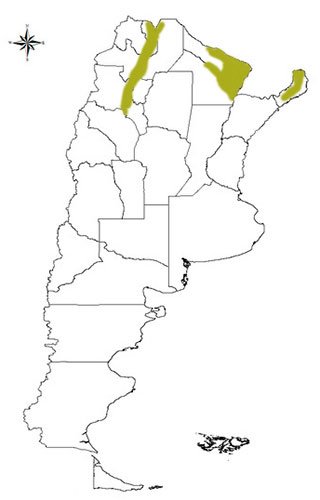 corzuela colorada