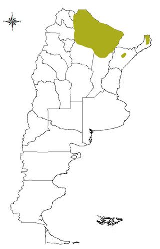 oso hormiguero en argentina