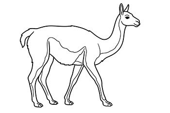 guanaco para colorear imprimir