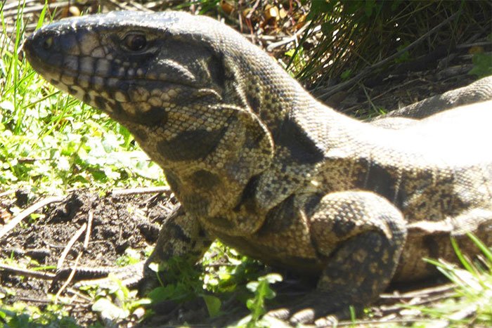 lagarto overo argentina