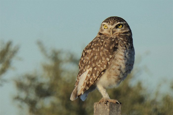 lechucita de las vizcacheras