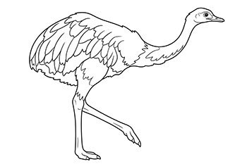 ñandu para colorear imprimir