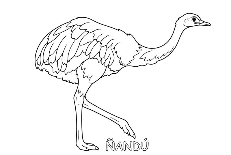 Ñandú para colorear imprimir
