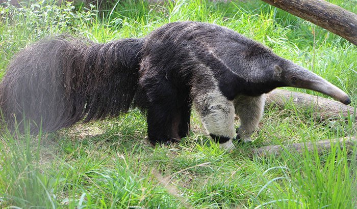 información del oso hormiguero