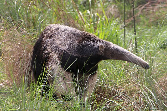 oso hormiguero