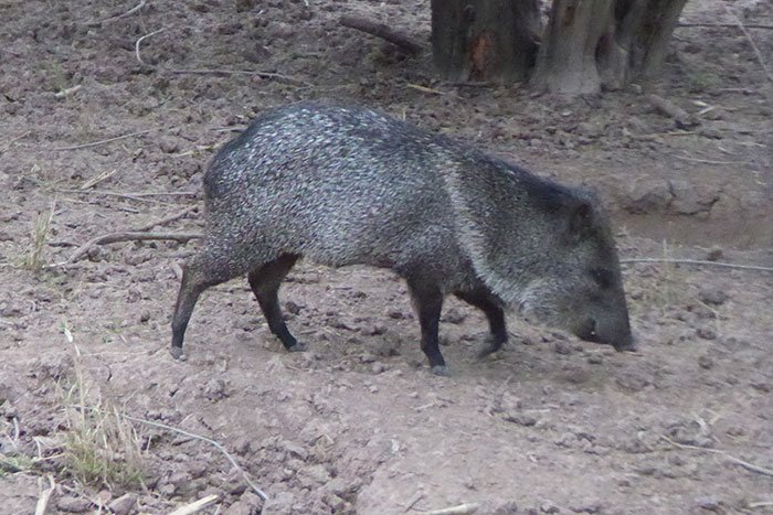 Pecarí de collar en Argentina