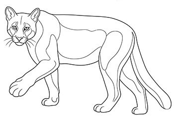 puma para colorear imprimir