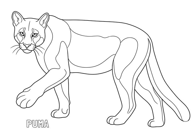 puma para colorear imprimir