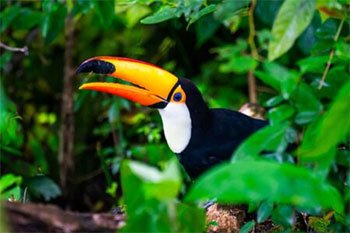 tucan