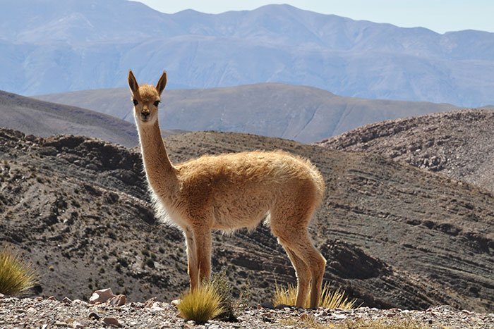 vicuna