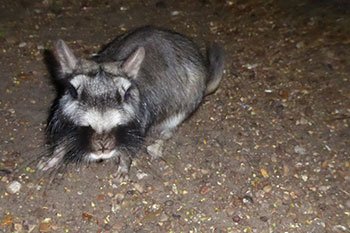 Vizcacha en Argentina