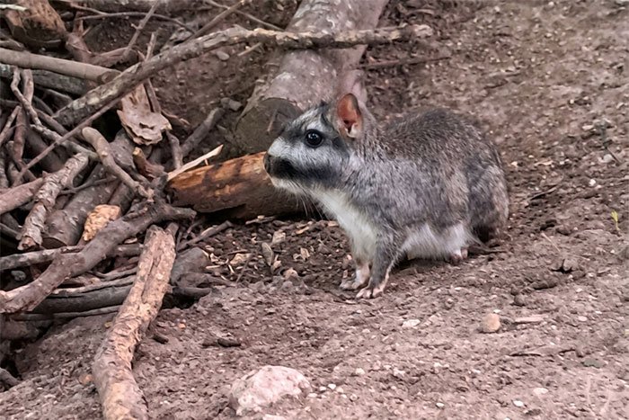 Vizcacha en Argentina