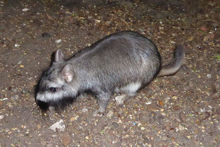 vizcacha: información, alimentación y hábitar