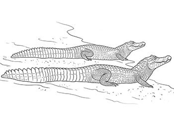 yacaré para colorear imprimir