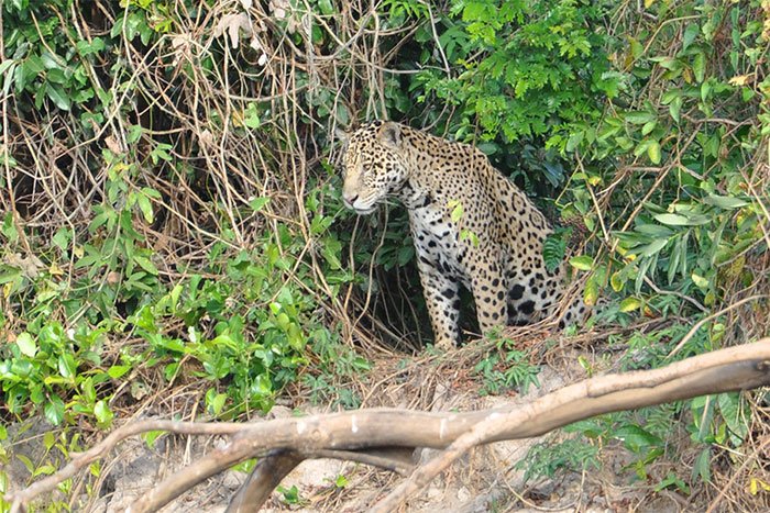 yaguarete animales argentina
