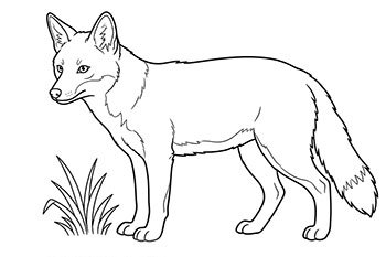 zorro gris para colorear imprimir