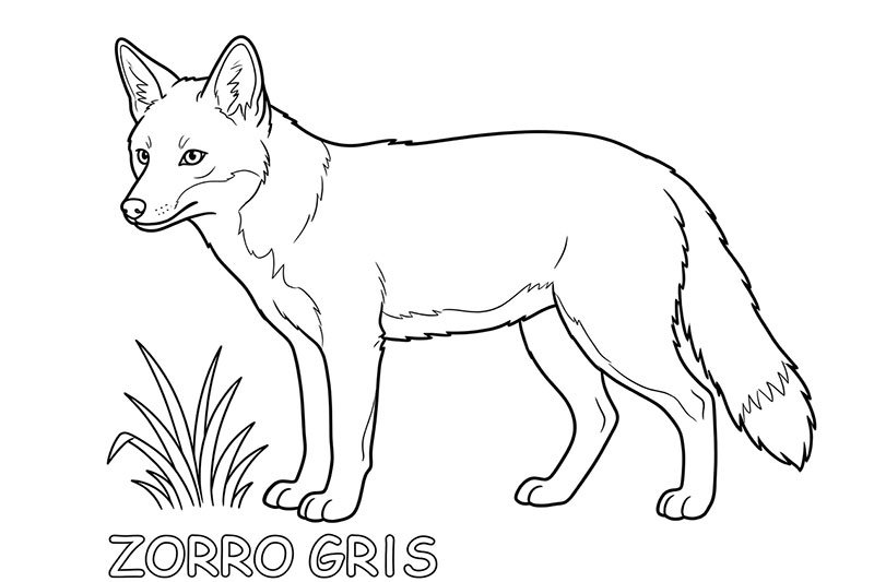 Zorro Gris para colorear imprimir